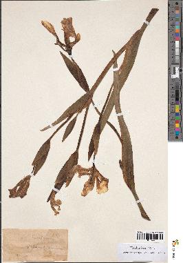 spécimen de Iris pseudacorus