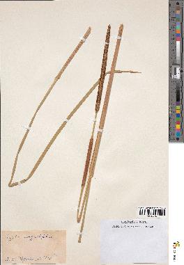 spécimen de Typha angustifolia