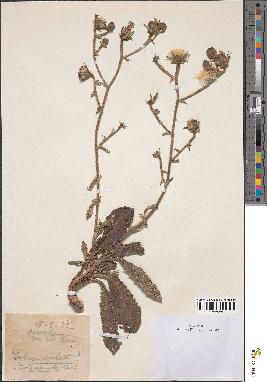 spécimen de Deckeria aculeata