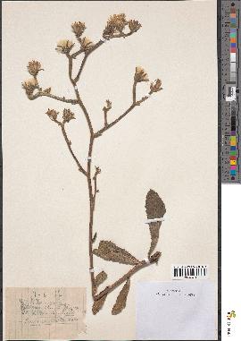 spécimen de Deckeria aculeata