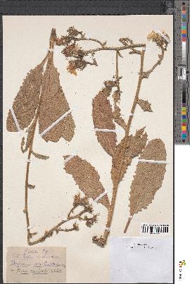 spécimen de Deckeria aculeata