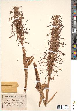 spécimen de Himantoglossum hircinum