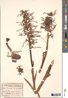 spécimen de Himantoglossum hircinum