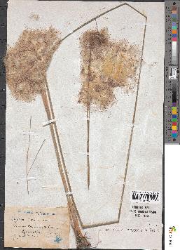 spécimen de Typha minima