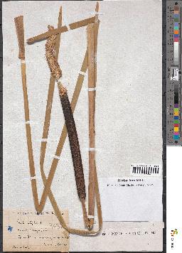 spécimen de Typha latifolia