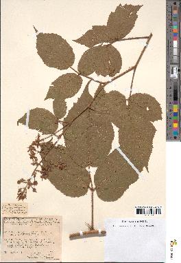 spécimen de Rubus hirtus