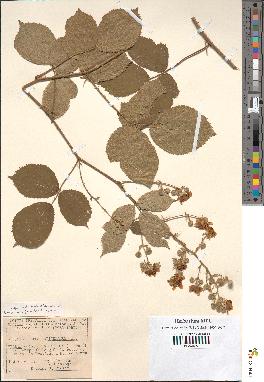 spécimen de Rubus apiculatus