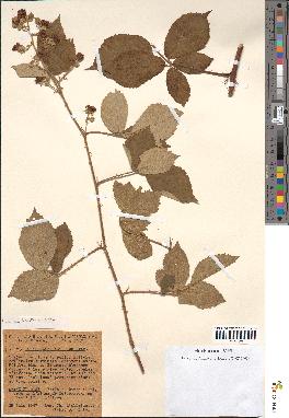 spécimen de Rubus apiculatus