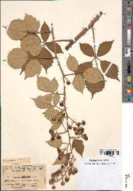 spécimen de Rubus genevieri