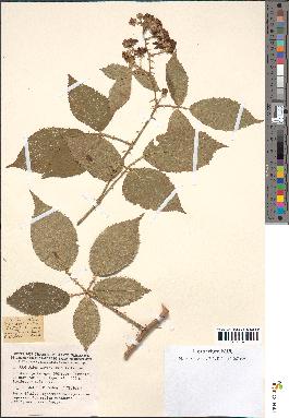 spécimen de Rubus geniculatus