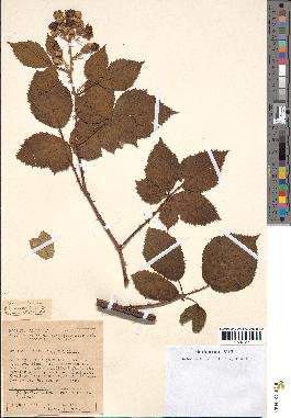 spécimen de Rubus procerus