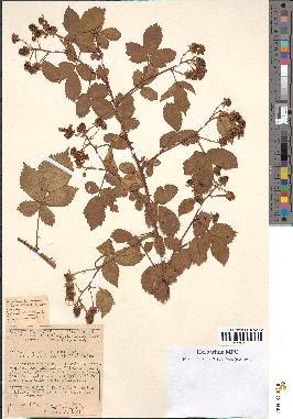 spécimen de Rubus nitidus