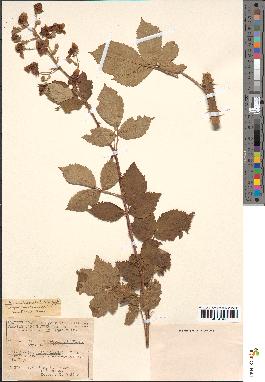 spécimen de Rubus thyrsoideus