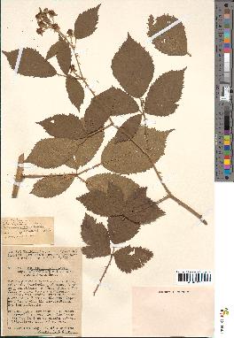 spécimen de Rubus thyrsoideus