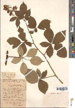 spécimen de Rubus thyrsoideus