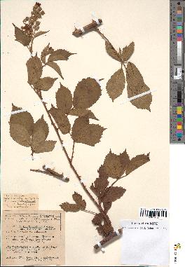 spécimen de Rubus thyrsoideus