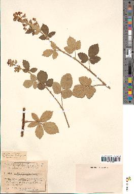 spécimen de Rubus tomentosus