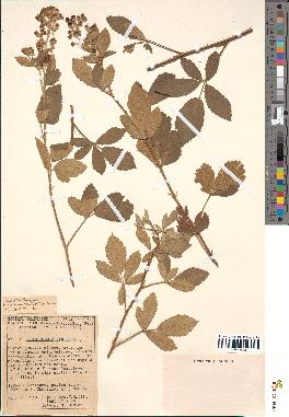spécimen de Rubus tomentosus