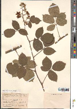 spécimen de Rubus bifrons
