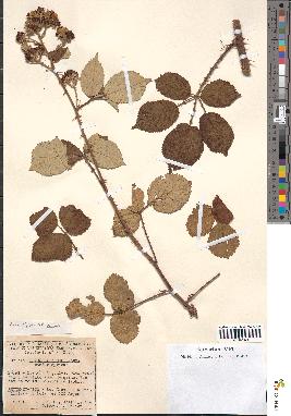 spécimen de Rubus bifrons