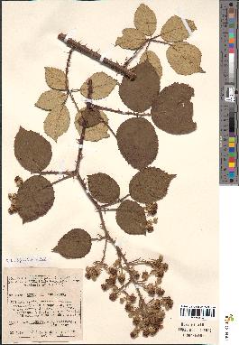 spécimen de Rubus bifrons