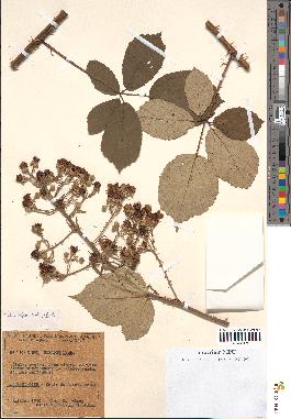 spécimen de Rubus bifrons