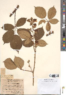 spécimen de Rubus gillotii