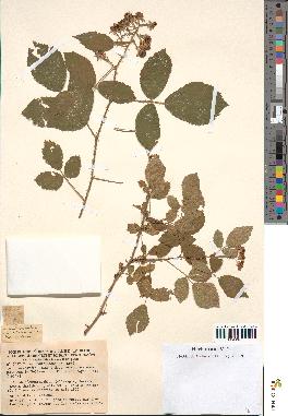 spécimen de Rubus bellardii