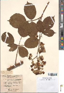 spécimen de Rubus godronii