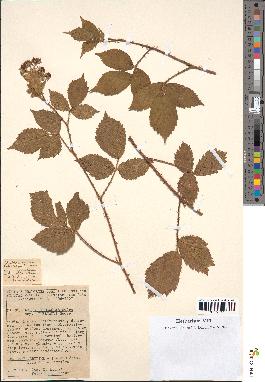 spécimen de Rubus hebecaulis