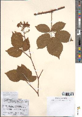 spécimen de Rubus lejeunei