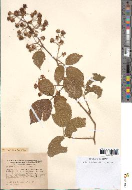 spécimen de Rubus pallidus