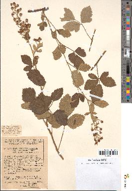 spécimen de Rubus lloydianus