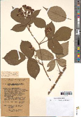 spécimen de Rubus macrostachys