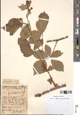 spécimen de Rubus macrostachys