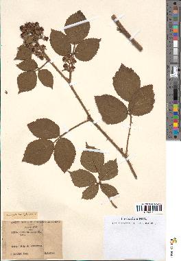 spécimen de Rubus pallidus