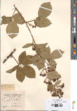 spécimen de Rubus phyllostachys