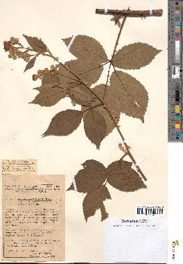 spécimen de Rubus phyllostachys