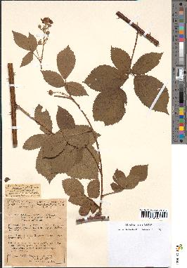 spécimen de Rubus phyllostachys