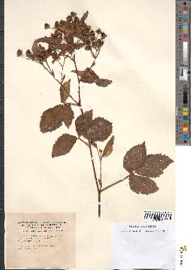 spécimen de Rubus plicatus