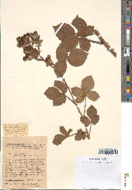 spécimen de Rubus nitidus