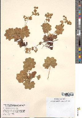 spécimen de Alchemilla hybrida