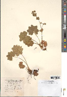 spécimen de Alchemilla hybrida