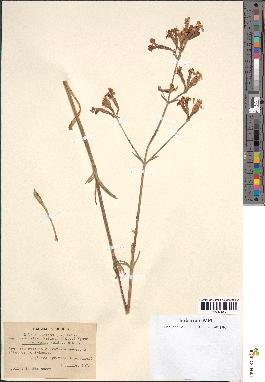 spécimen de Silene nemoralis