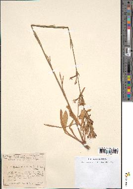 spécimen de Silene multiflora
