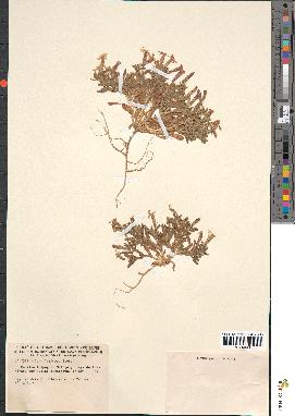 spécimen de Silene littorea