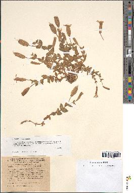 spécimen de Silene macrorhiza