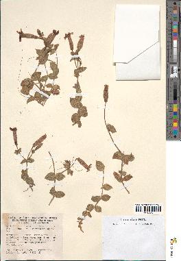 spécimen de Silene macrorhiza