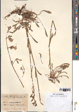 spécimen de Silene nutans