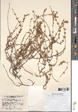 spécimen de Silene thymifolia